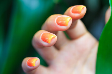 Bright orange nail polish manicure. Female hand hold tropical plant leaf. 