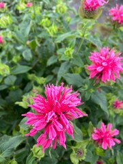 Obraz premium Pink Monarda flower