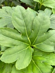 Green lobed leaves 