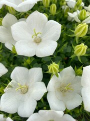 white campanula flowers