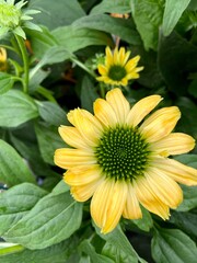 yellow coneflower in the garden