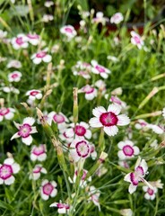 pink and white flowers in a field