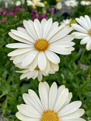 Fototapeta premium daisies in a garden