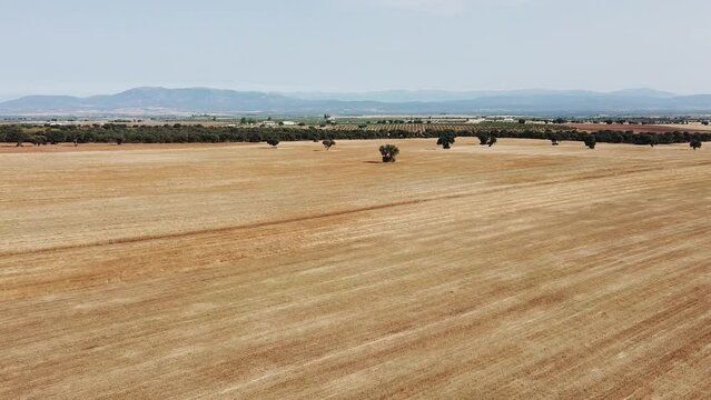 Aerial plain of yellow wheat with mountins in background summer. Toscana