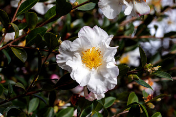 Camellia sasanqua flower