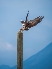 Harris hawk taking off from a wooden post during a performance show