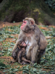 Japanese snow monkey mother with its baby sitting in the grass