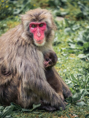 Japanese snow monkey mother with its baby