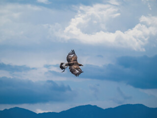 Black Kite Bird Prey Flying