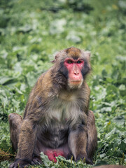 Japanese snow monkey male sitting looking in the grass in a zoo in Austria, Villach, Carinthia