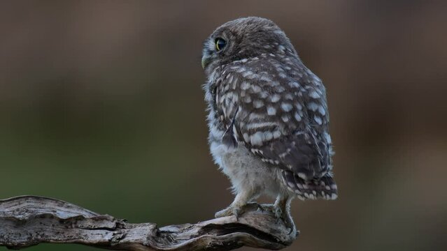 Little owl Athene noctua on a beautiful brown background. Close up.
