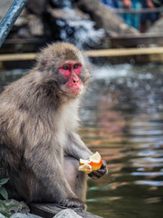 Obraz premium Japanese snow monkey eating an apple
