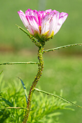 Pink cosmo flower infested with aphid bugs
