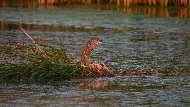 Black-crowned Night Heron - Nycticorax nycticorax. young bird. A bird in the evening on the lake during the rain.