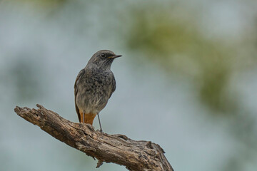 black redstart on the branch