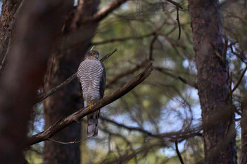 eurasian sparrowhawk hidden among the pines