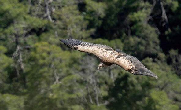 The grifon vulture flying over the gorge