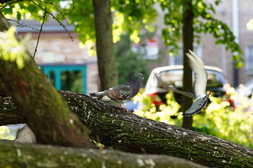 dwa gołębie w mieście, jeden stojący na drzewie, drugi za nim w locie z rozpiętymi skrzydłami - obrazy, fototapety, plakaty