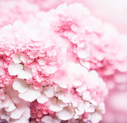 Pink hydrangea closeup background. Beautiful artistic image of delicate flowers.