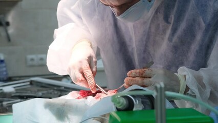 A veterinary surgeon sutures an incision in an animal using surgical needles and tweezers. In the operating room, the doctor finishes the operation and sews the wound with a needle and thread. - Powered by Adobe