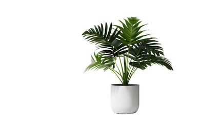 palm tree in a pot on a transparent background