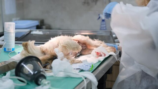 Veterinarians perform the operation. The dog is shaking after anesthesia