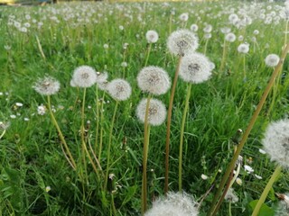 Dandelions © Chiara