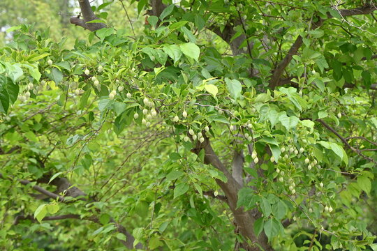 Japanese snowbell ( Styrax japonica ) fruits.
Styracaceae deciduous tree. It bears green, egg-shaped fruit in summer, the pericarp of which contains toxic egosaponin.