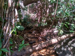 Northern Thailand Chiang Dao Jungles