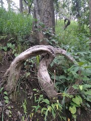 Obraz premium Northern Thailand Chiang Dao Jungles