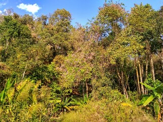 Northern Thailand Chiang Dao Jungles