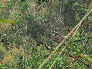 Chiang Dao National Park and jungles