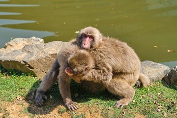 Two Japanese Macaque playing at Arashiyama Monkey Park Iwatayama in Kyoto, Japan.