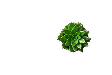 Fototapeta premium Succulent isolated for landing pages, blogs, social media with copy space,, Canva