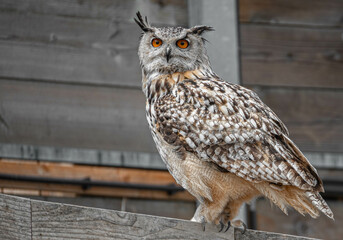 Beautifully colored canadian eagle owl with orange colored eyes at Hoenderdaell zoo in Anna...