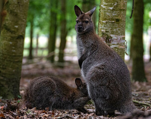 Wallaby cub suckling with her mother at Hoenderdaell zoo in Anna Paulowna, Noord holland (noord-holland), the Netherlands