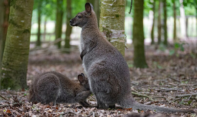 Wallaby cub suckling with her mother at Hoenderdaell zoo in Anna Paulowna, Noord holland (noord-holland), the Netherlands