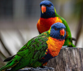 Beautiful multi colored lorikeet birds sitting on a tree stump at Hoenderdaell zoo in Anna...