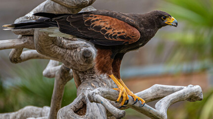 Beautiful desert hawk sits on a branch at Hoenderdaell zoo in Anna Paulowna, Noord holland...