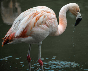 Pink flamingo is drinking water from a pool at Hoenderdaell zoo in Anna Paulowna, Noord holland (noord-holland), the Netherlands