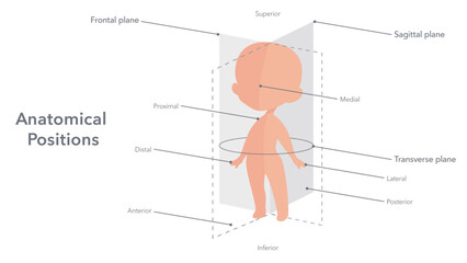 Anatomical positions of the human body vector illustration diagram