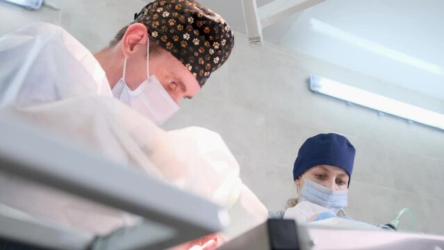 A veterinarian with an assistant performs a cavity operation on a dog in the sterile conditions of the operating room.