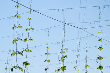 Spitzen von Hopfenpflanzen an Drahtgerüst