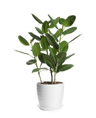 Fototapeta na wymiar Beautiful ficus plant in pot on white background. House decor