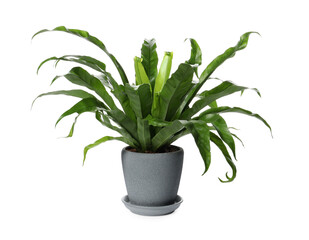 Beautiful asplenium plant in pot on white background. House decor