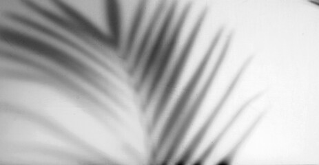 natural palm leaf shadow overlay © berkahjayamaterial