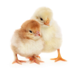 Two cute fluffy baby chickens on white background