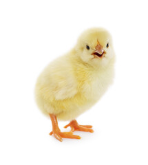 Fototapeta premium Cute fluffy baby chicken on white background