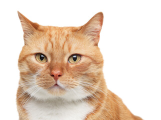 Obraz premium Cute ginger cat on white background. Adorable pet