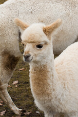 Fototapeta premium young llama with a baby